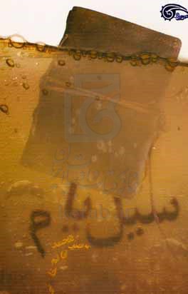 سیل یام